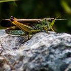 Cricket - Grille