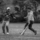 Cricket IV