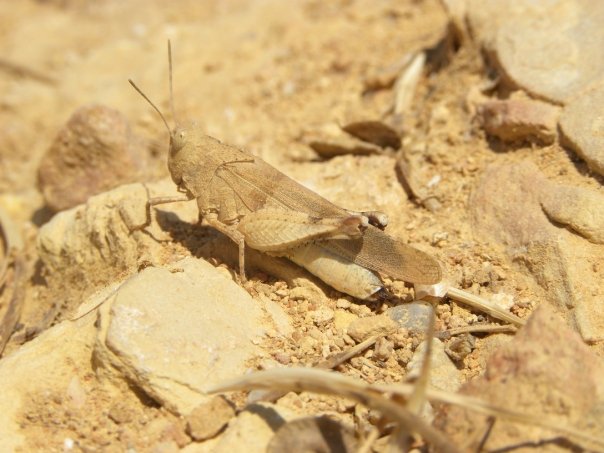 Cricket se baignant de soleil