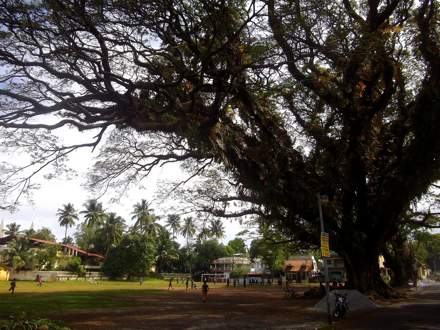 Cricket under a REAL Tree