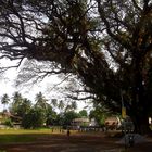 Cricket under a REAL Tree