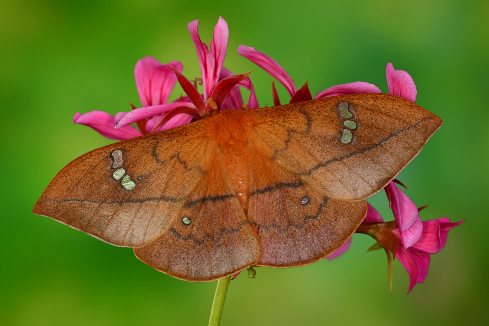 Cricula trifenestrada