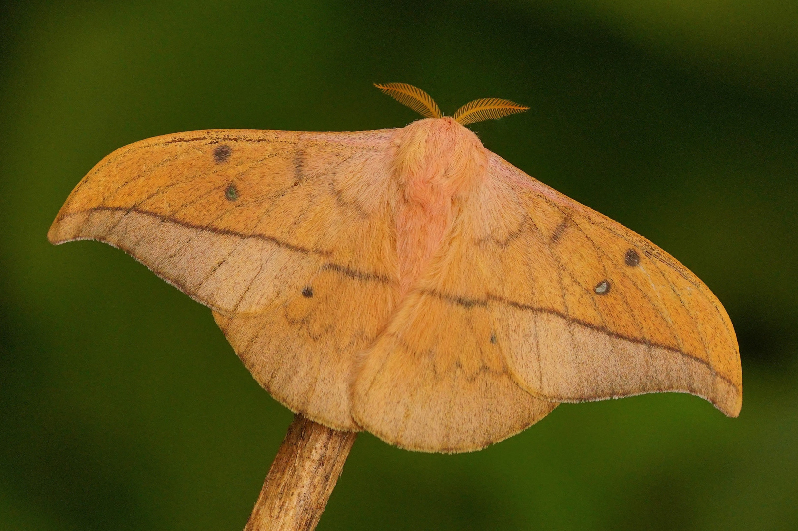 Cricula trifenestrata ( m )