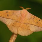 Cricula trifenestrata ( m )