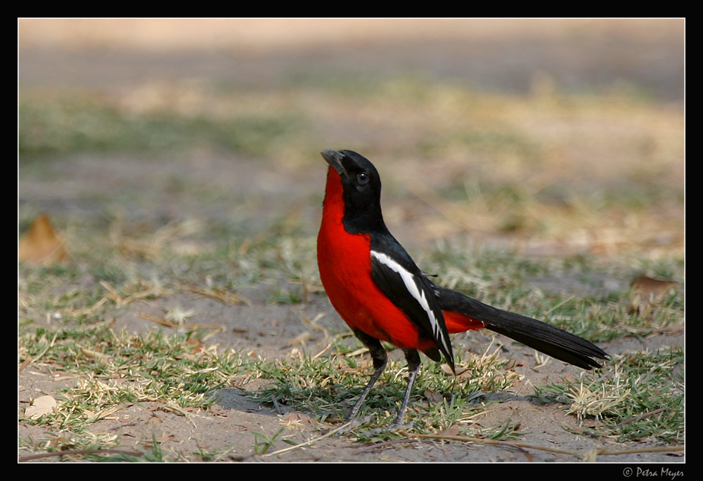 Crimson-Breasted Shrike