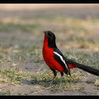 Crimson-Breasted Shrike