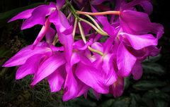 Crimson Cattleya Orchid