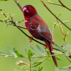 Crimson finch / Neochmia phaeton