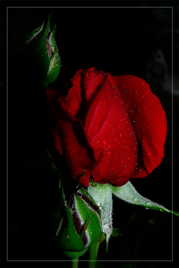 Crimson rose