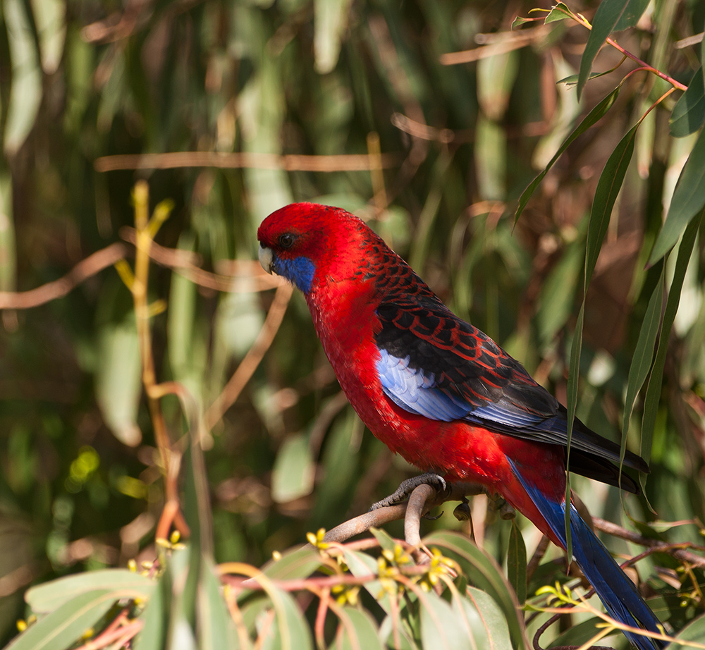 Crimson Rosella