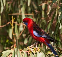 Crimson Rosella