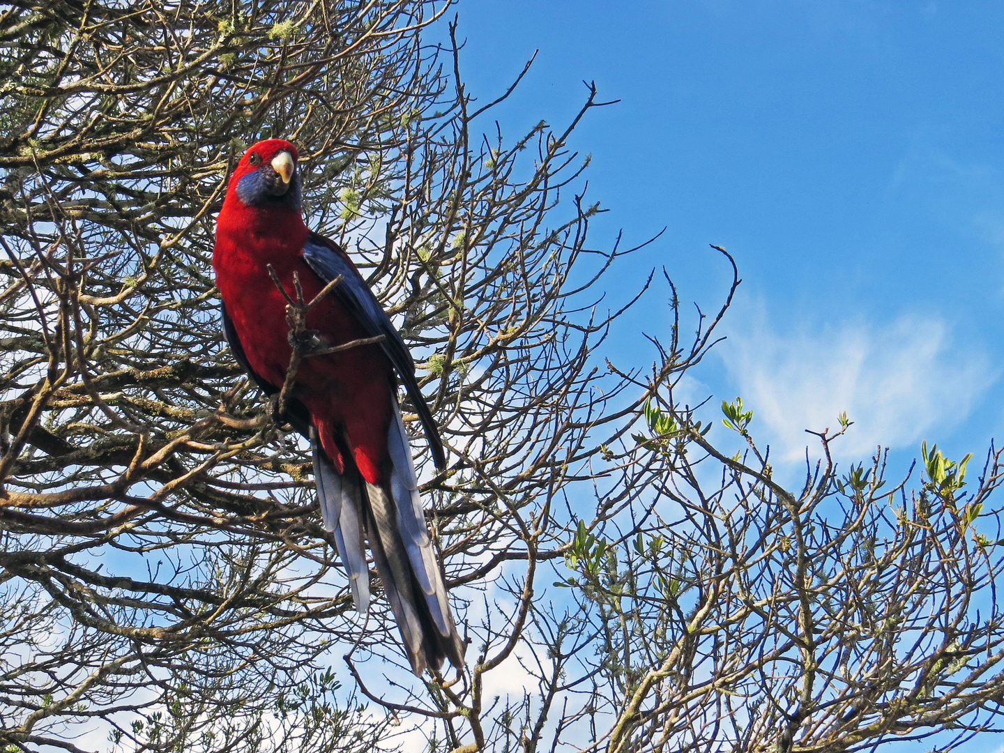 Crimson Rosella