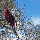 Crimson Rosella