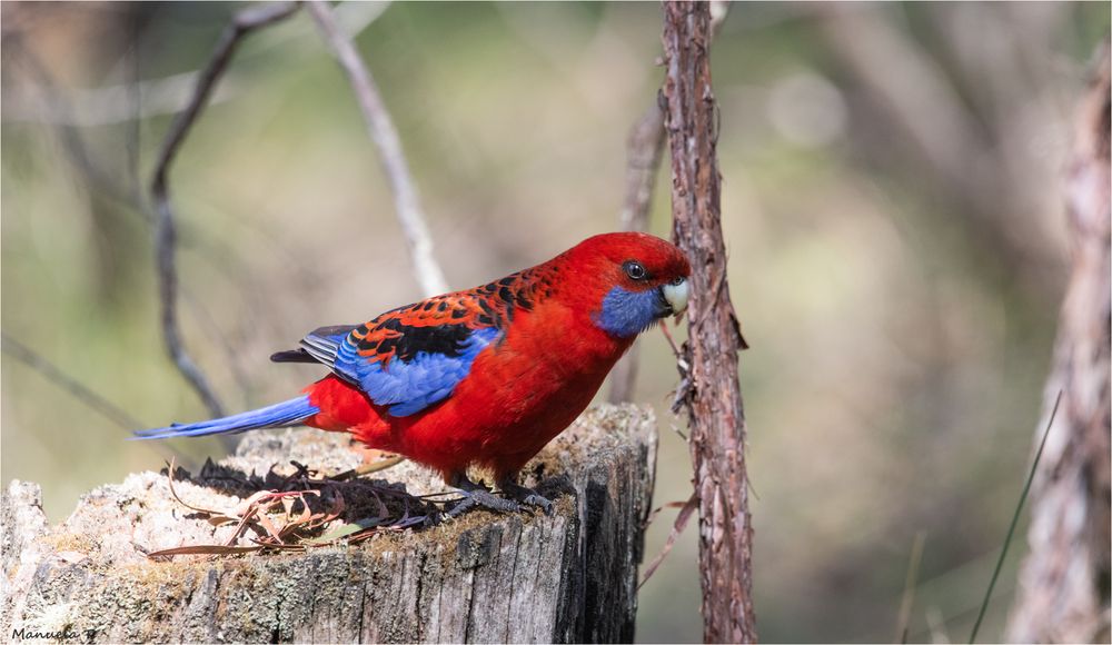 Crimson rosella