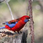 Crimson rosella