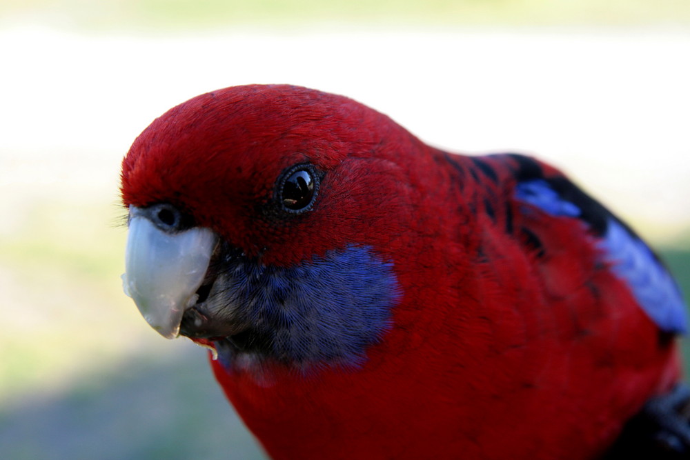 Crimson Rosella