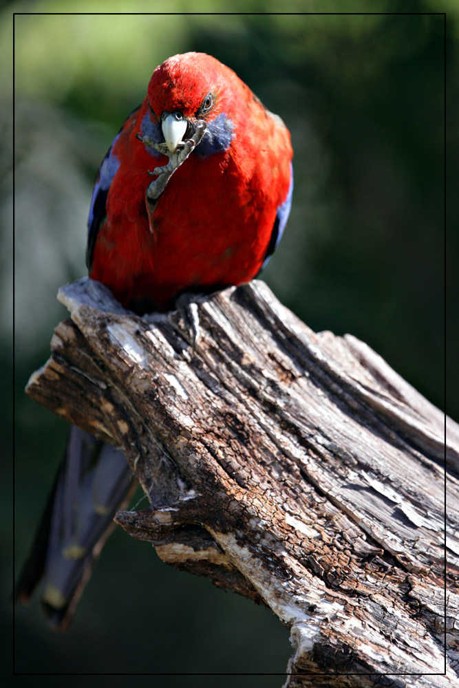 crimson rosella