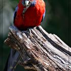 crimson rosella