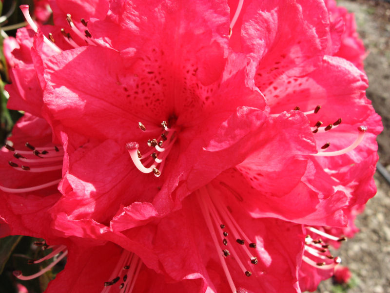 crimson_rhododendron