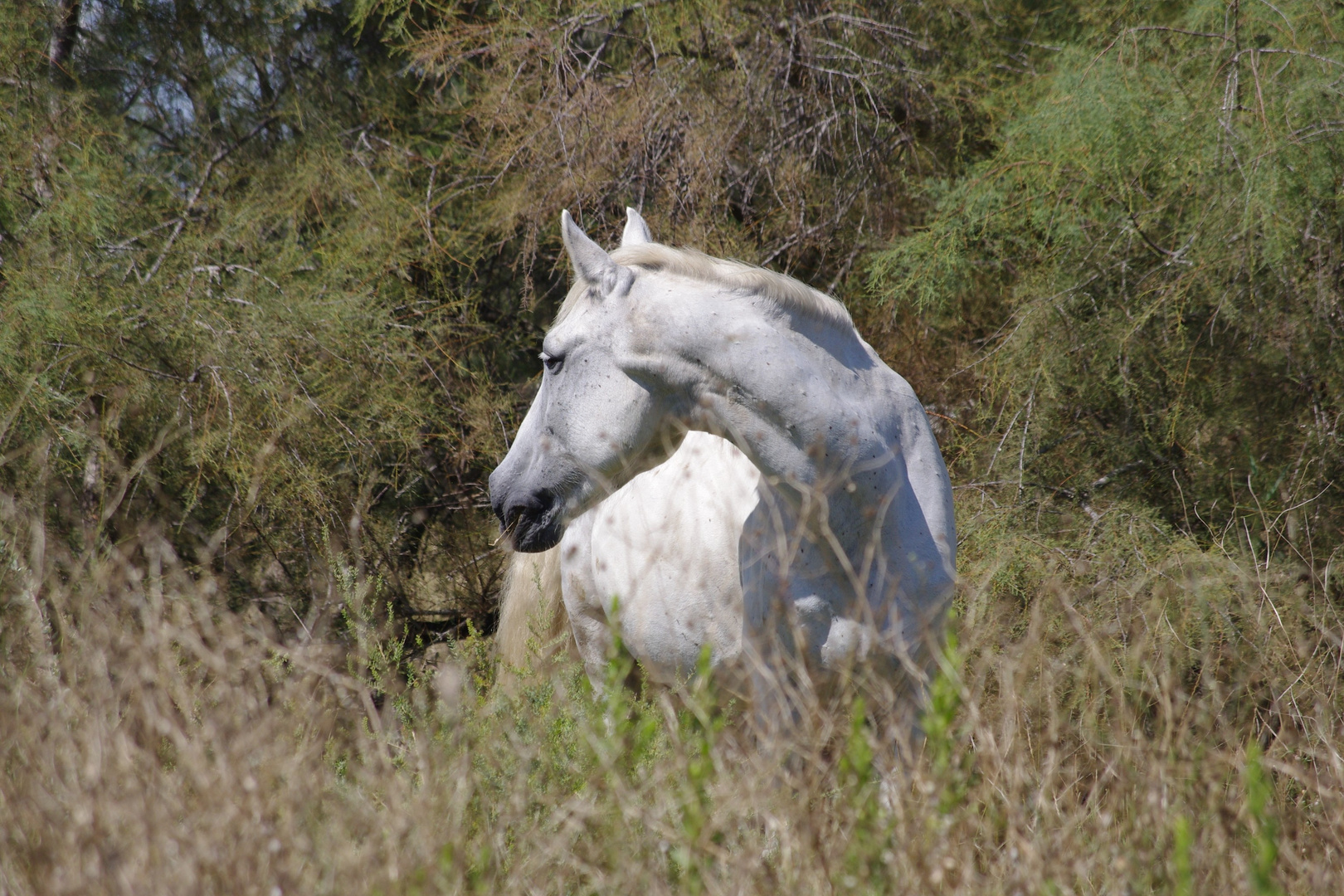 crin Blanc