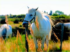 Crin Blanc