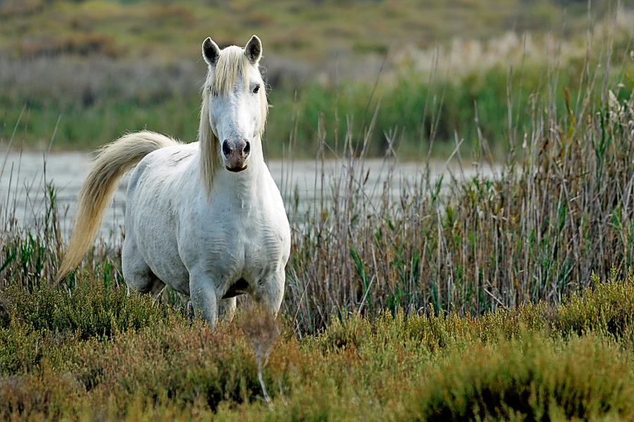 Crin blanc