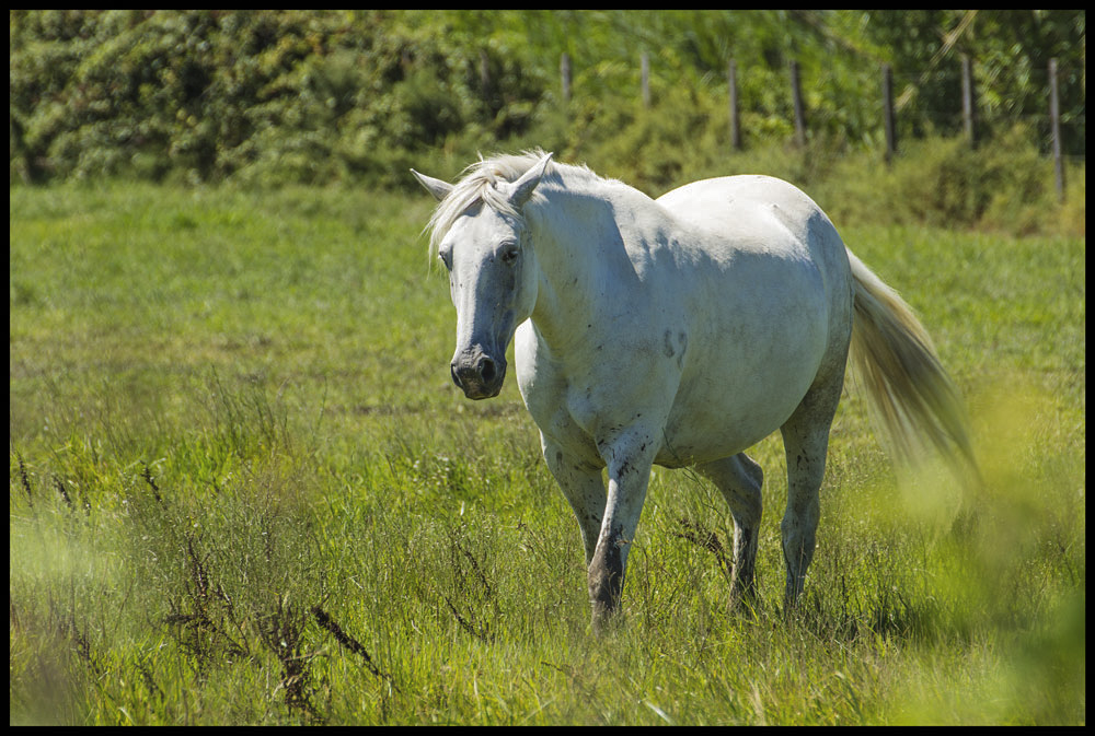 Crin Blanc