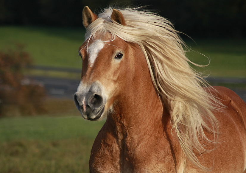 Crinière blonde