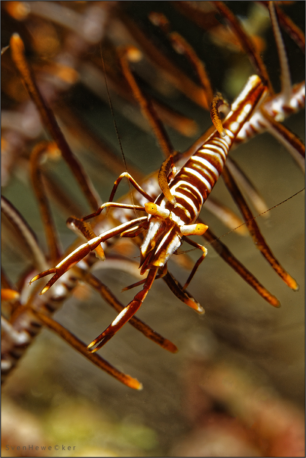 crinoid