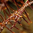 crinoid