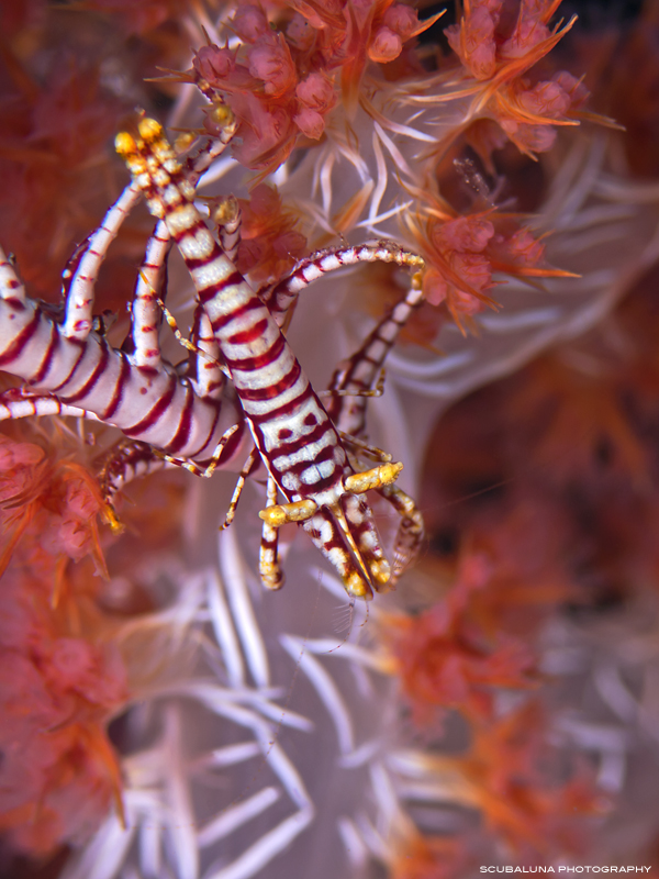 crinoid shrimp