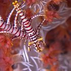 crinoid shrimp