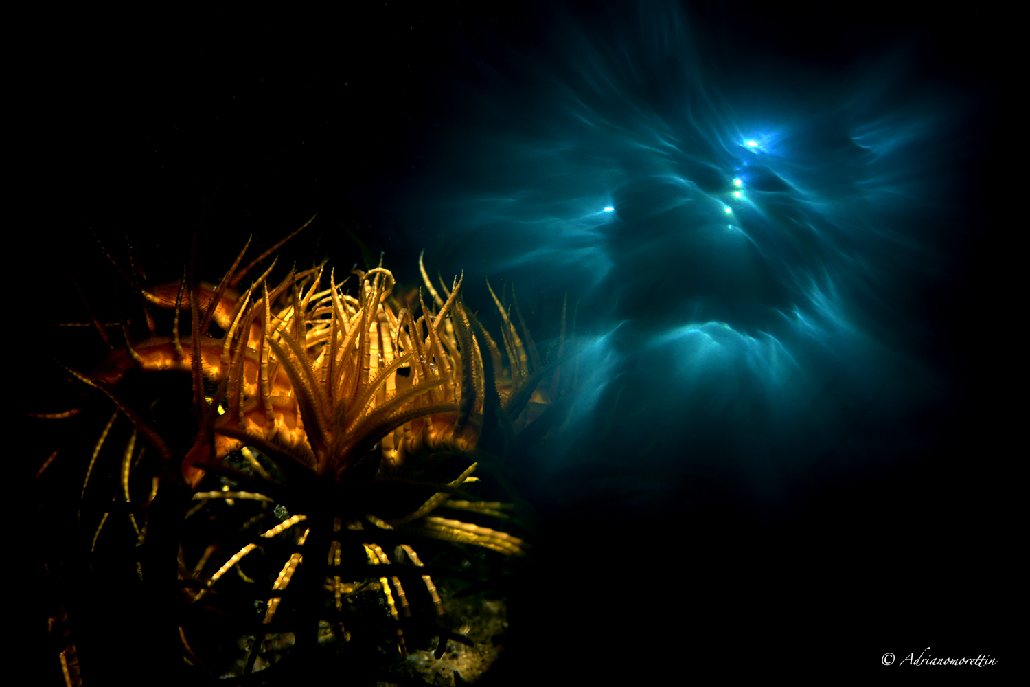 crinoide doppia esposizione