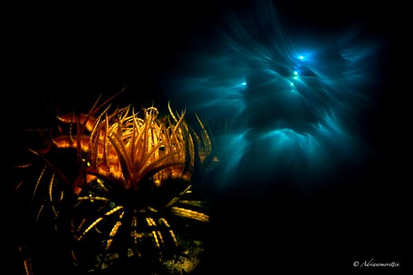 crinoide doppia esposizione