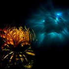 crinoide doppia esposizione