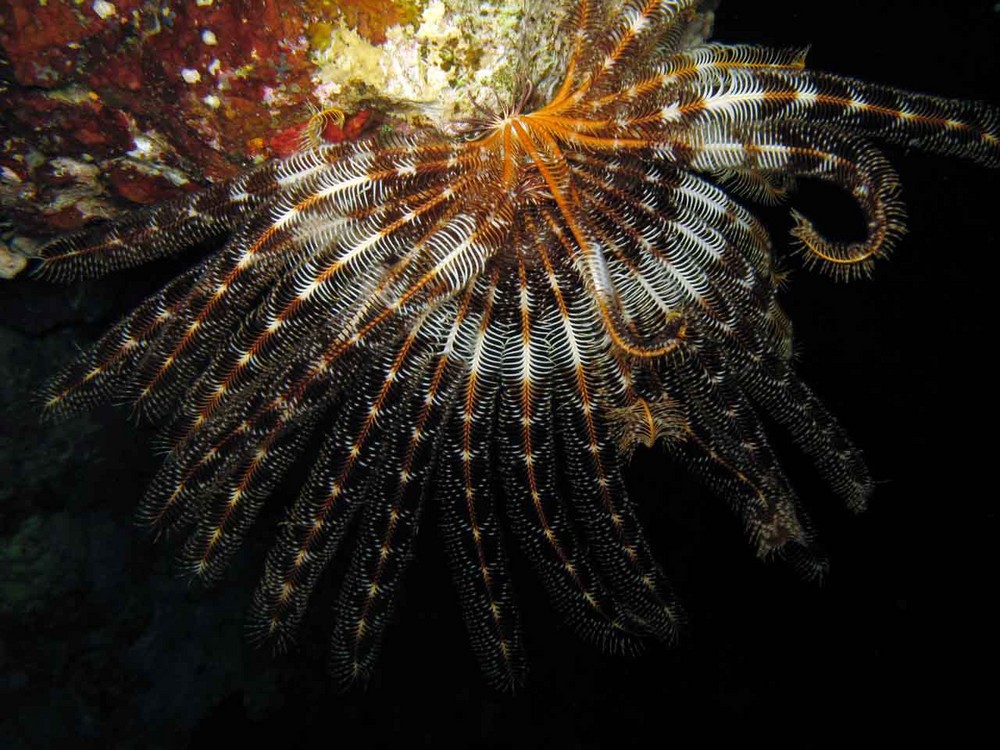 Crinoide fotografato durante immersione notturna