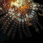 Crinoide fotografato durante immersione notturna