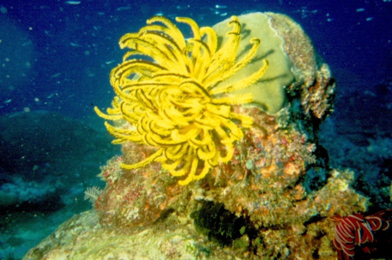 crinoide giallo