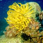 crinoide giallo