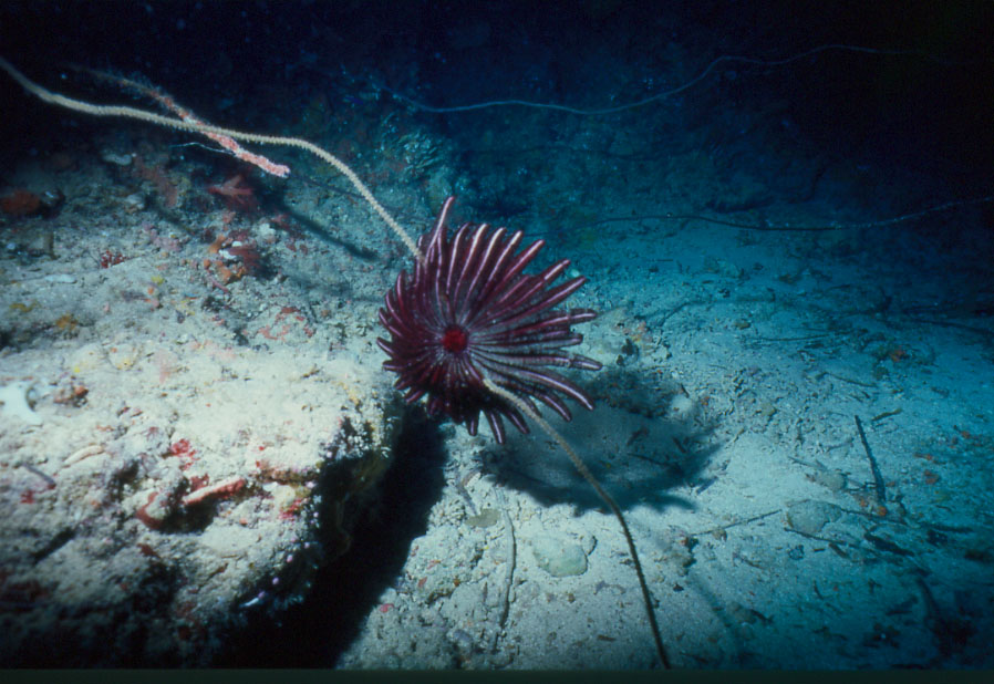 crinoide su ramo di corallo nero