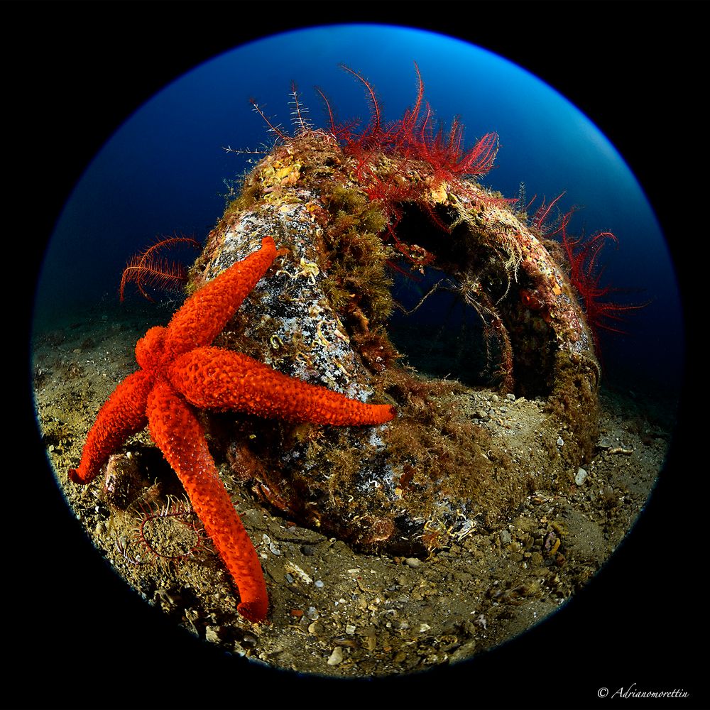 crinoidi e stella marina su copertone 