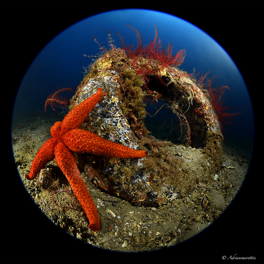 crinoidi e stella marina su copertone 