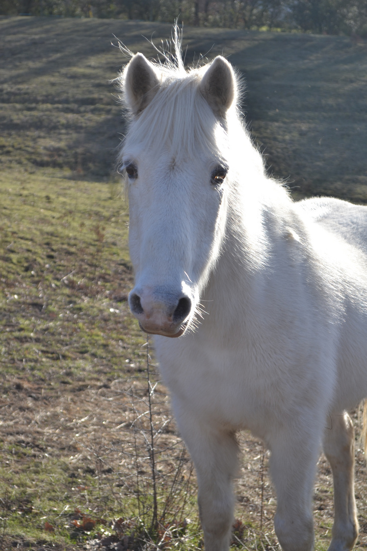 Crins blanc