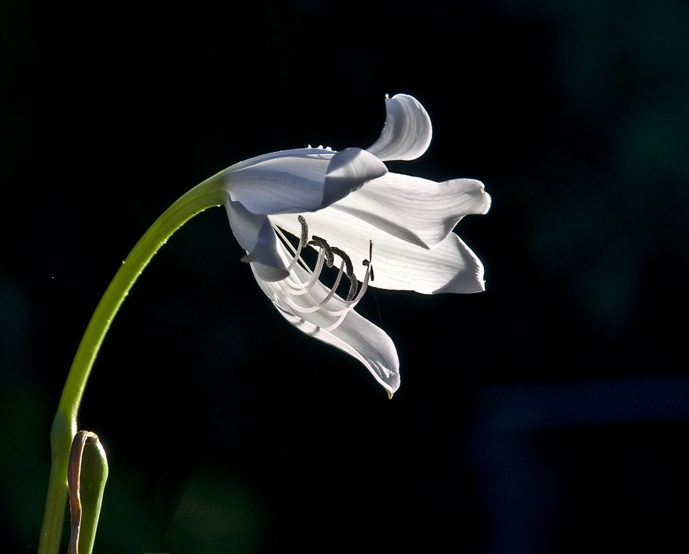 crinum