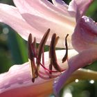 Crinum