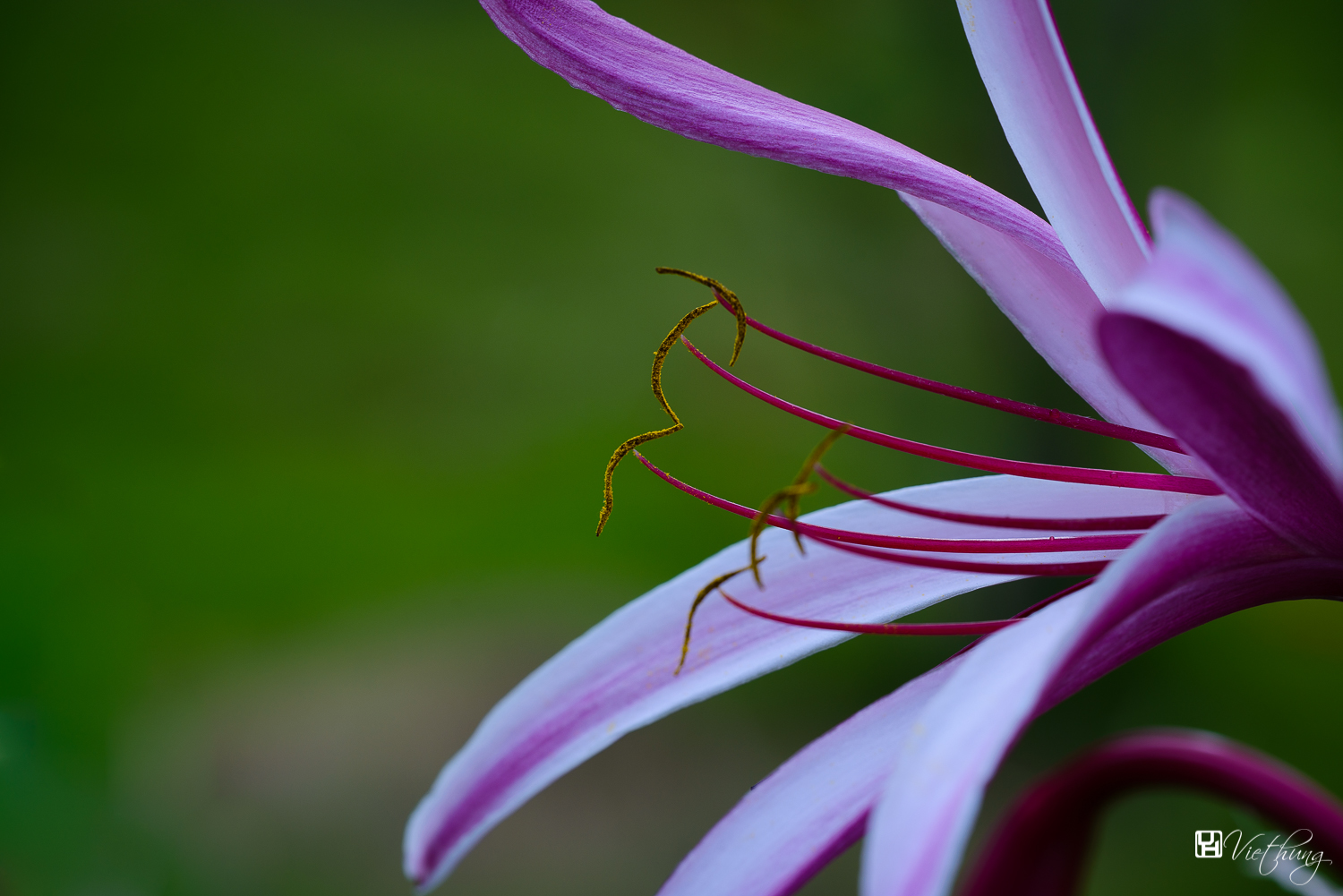 Crinum amabile