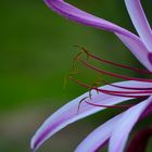 Crinum amabile