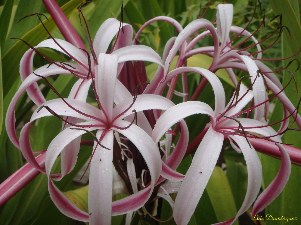 Crinum Augustum