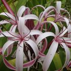 Crinum Augustum