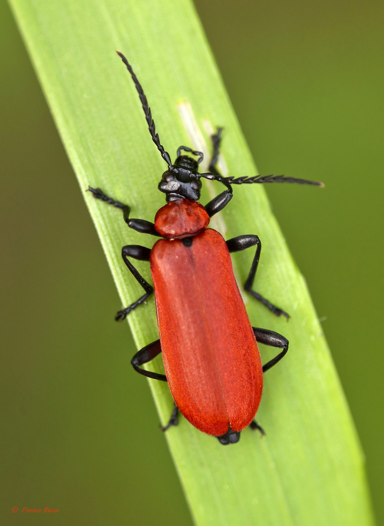 Criocera del giglio